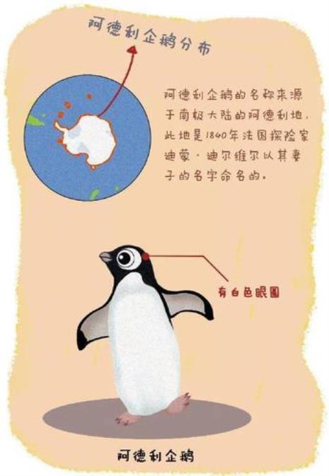 关于企鹅的知识30字