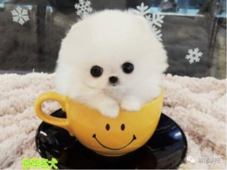 十元一只的茶杯犬吃什么