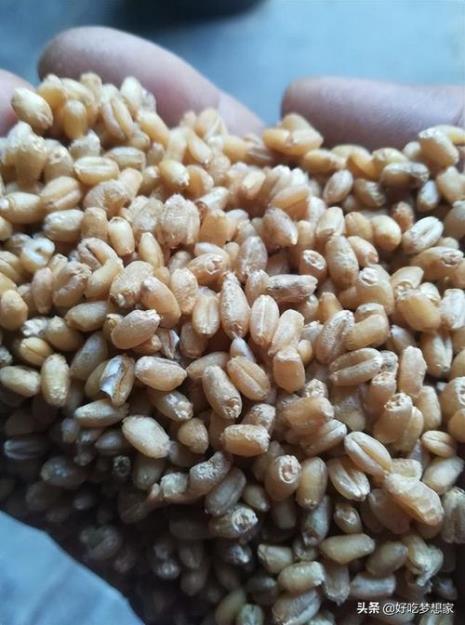 麦麸与全麦面粉是一回事吗