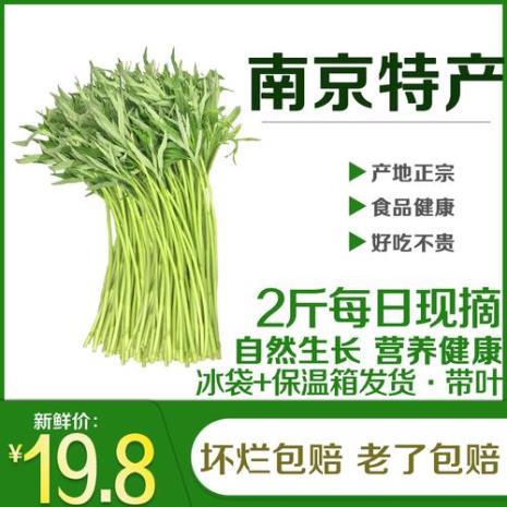 南京八卦洲哪边有野芦蒿