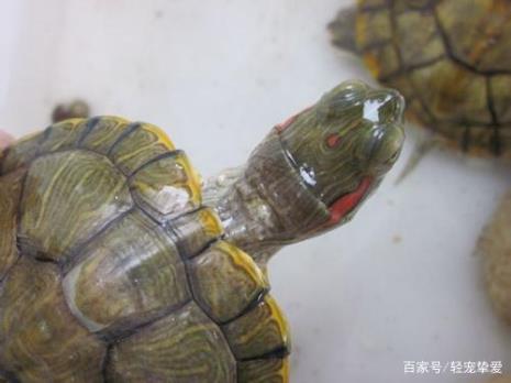 乌龟的头好吃么