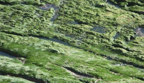 为什么苔藓喜欢生长在水泥地上