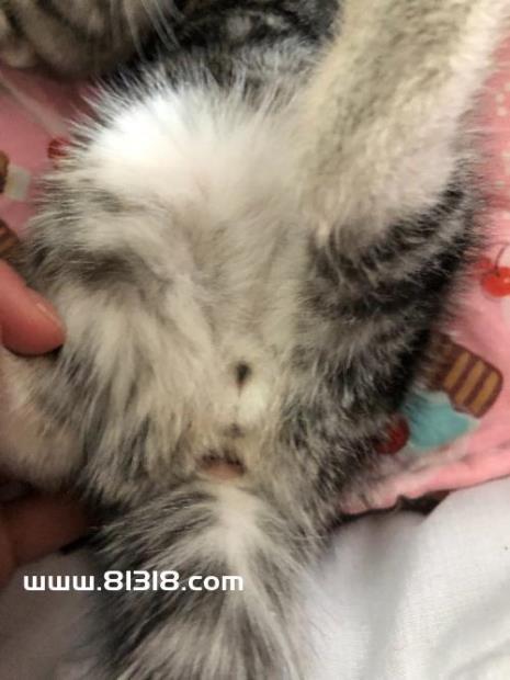 小公猫屁股很臭怎么办