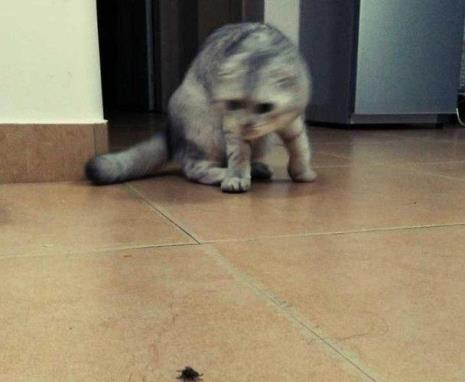 猫吃蟑螂会不会有虫卵