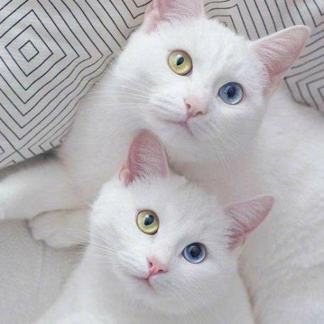 布偶猫的品种哪个好