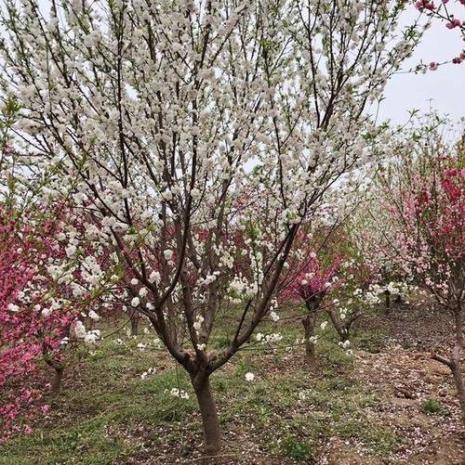 什么是白花山碧桃的特点