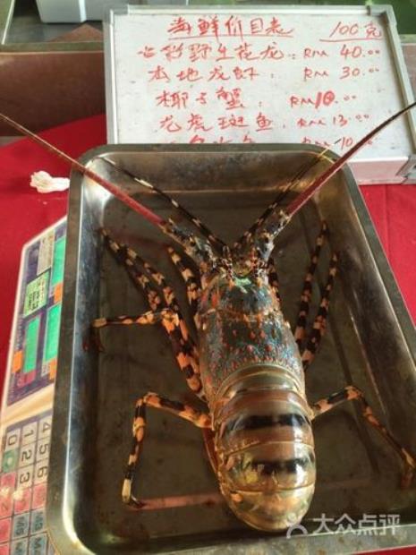 七彩龙虾国家保护动物
