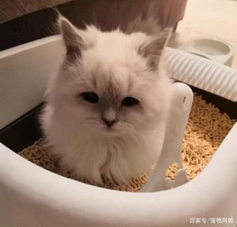 为什么一抱猫就尿