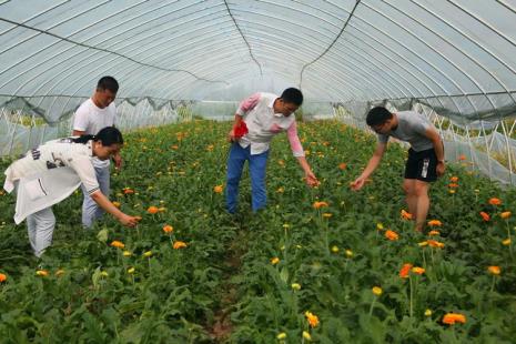 花卉种植的地方叫什么