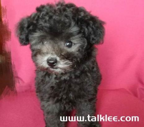 4岁大的泰迪狗属于成犬吗
