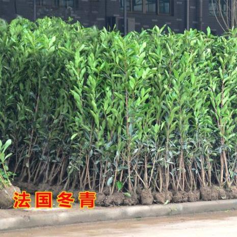 求带刺可做围墙的四季常绿植物