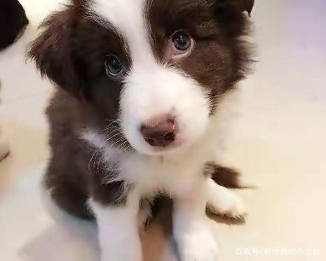 边境牧羊犬3个月相当于多少智商