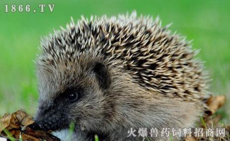 刺猬吃玉米苗吗