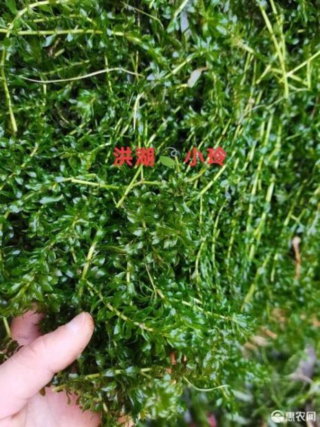 怎么养好轮叶黑藻