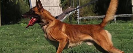 养马犬要办理什么证