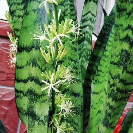虎皮兰放蚊香会开花吗