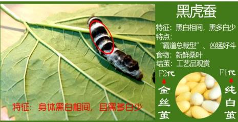 蚕怎么变色
