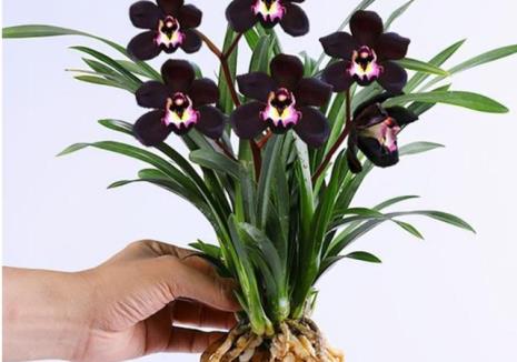 深色的花有哪些