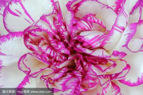 康乃馨白菊花是什么意思