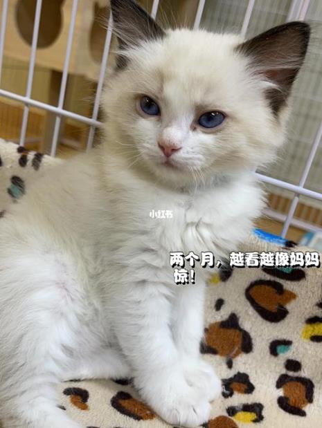 黑布偶猫怎么看品相