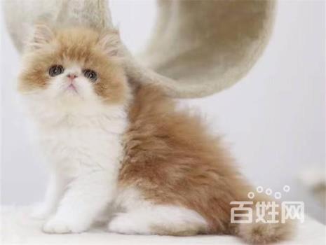 加菲是英短系列么