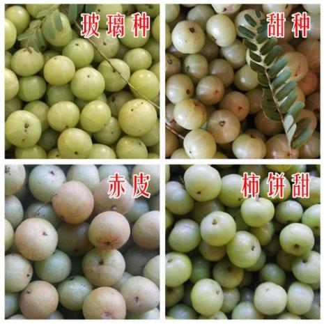 什么品种油柑最好吃