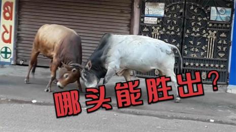 什么药可以使公牛不打架