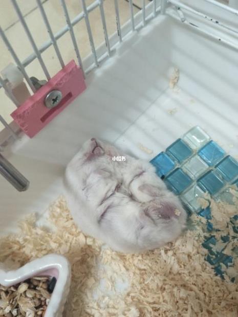仓鼠可以睡在布袋里吗