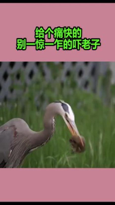一惊一乍的歌
