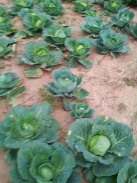 茴子白什么时候成熟