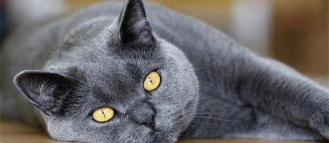 什么猫最聪明什么猫最好养