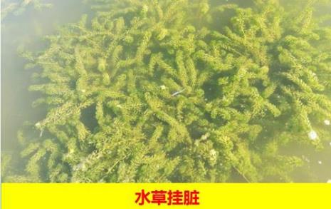 轮叶黑藻怎么人工栽培