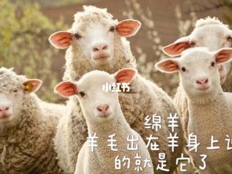 羊驼马海毛优缺点