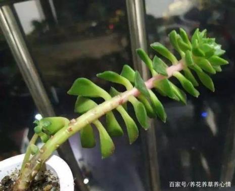 麦秆多肉徒长的怎么处理
