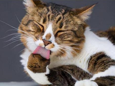 猫咪向人吐口水是什么意思