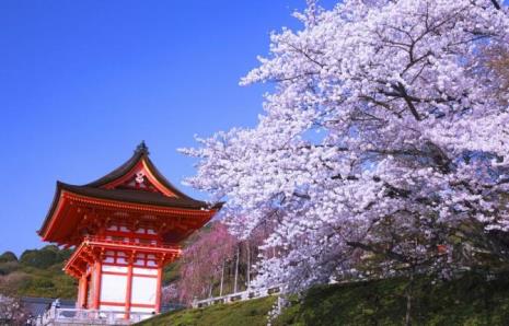 樱花的日本名