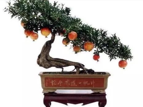 红石榴树的养殖方法和注意事项