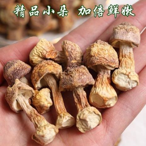 菌菇类都有些什么