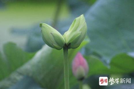 并蒂莲开花后如何处理