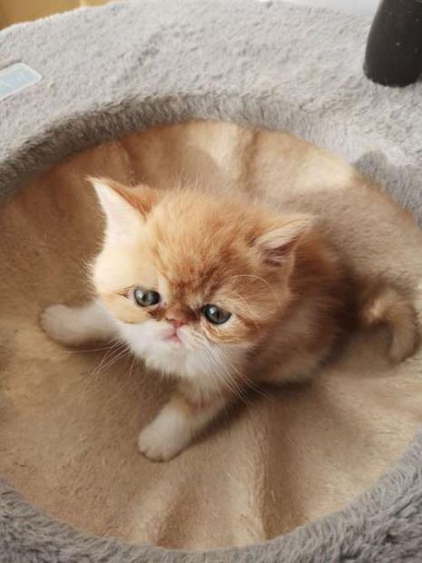 加菲猫眼睛什么颜色