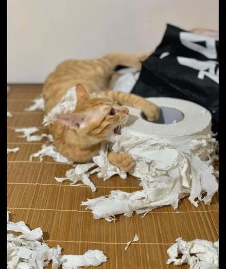 什么东西让猫再也不敢来