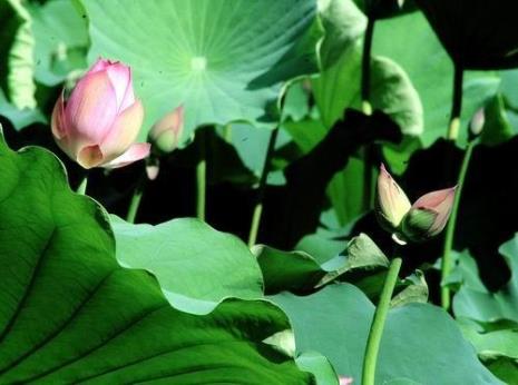 花开并蒂莲下句