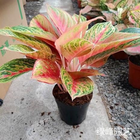 吉利红如意如何扦插
