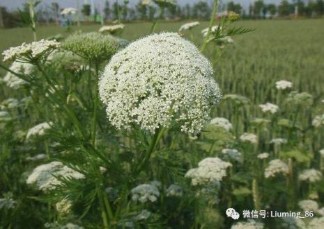 花菜胡萝卜籽怎么种