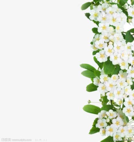 一团团一簇簇的白花是什么花