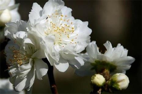 桃花有什么特点