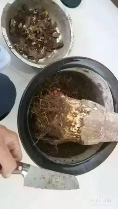 为什么泥土不干净