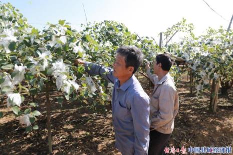 青枣人工授粉技术