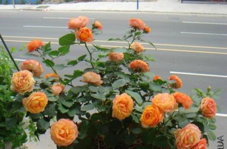 开花最早的月季品种