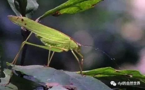铁水牛虫的介绍